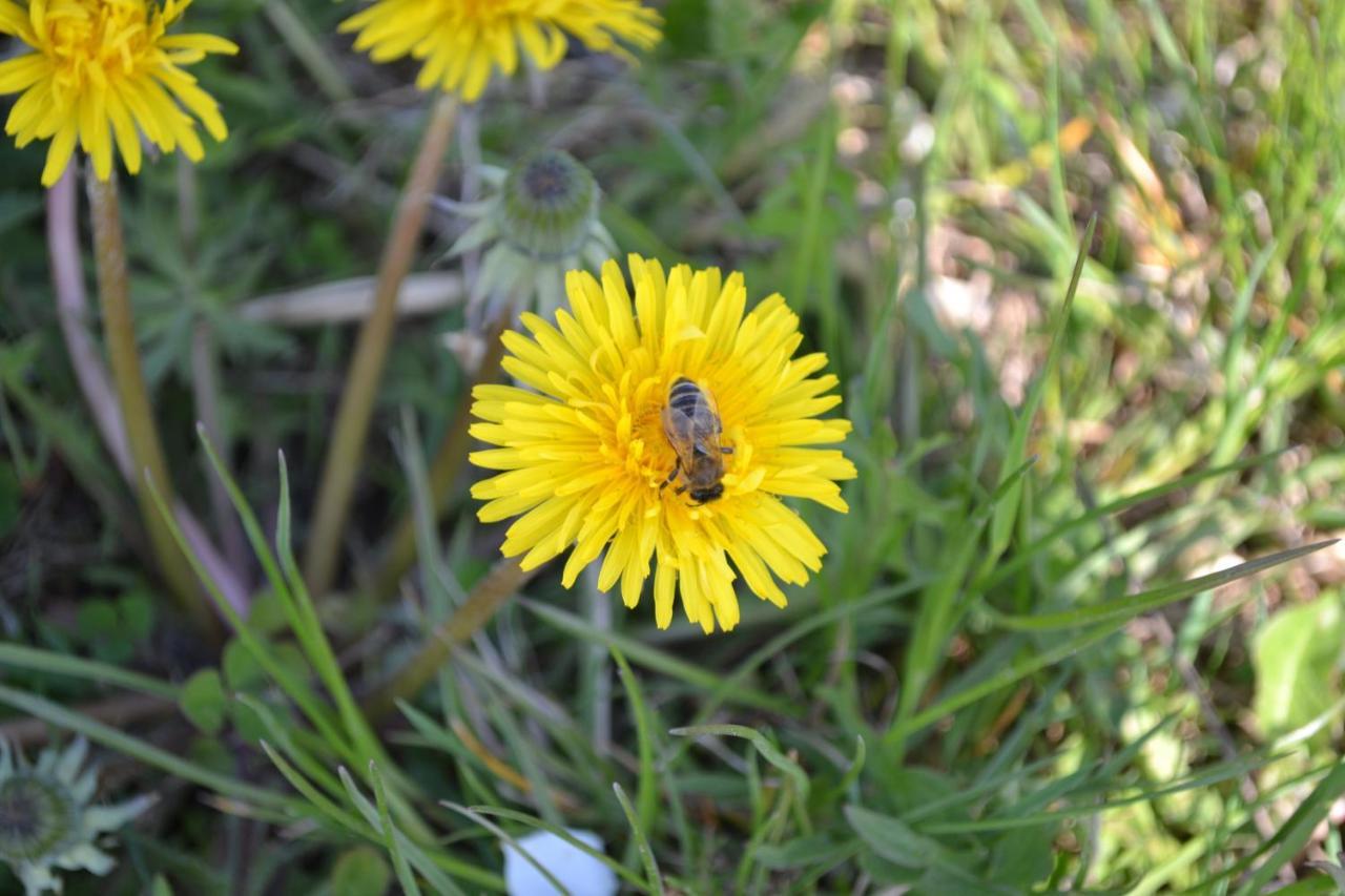 Biohof Auinger, Der Tiererlebnishof