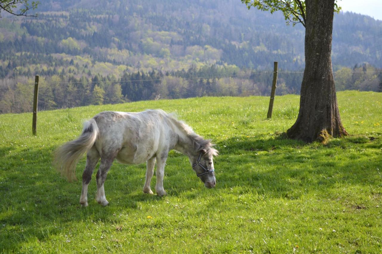 Biohof Auinger, Der Tiererlebnishof *